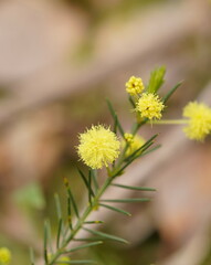 Acacia aculeatissima