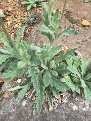 Papaver dubium