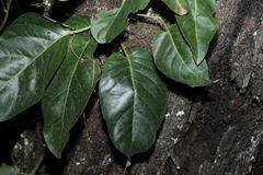 Parsonsia brisbanensis