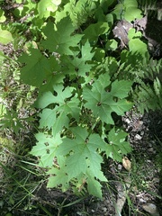 Vitis aestivalis
