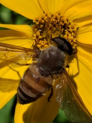 Esenbeckia