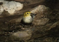 Setophaga occidentalis