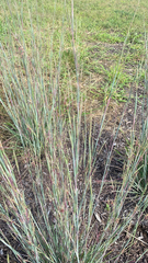 Schizachyrium scoparium