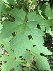 Vitis aestivalis