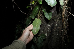 Parsonsia brisbanensis