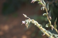 Trichodesma zeylanicum