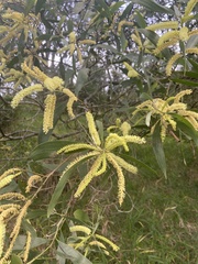 Acacia auriculiformis