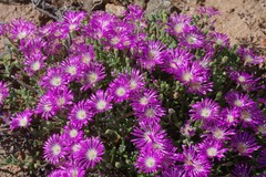 Drosanthemum