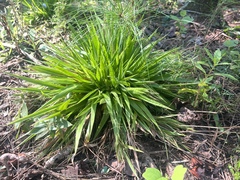 Dichanthelium laxiflorum