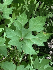 Vitis aestivalis