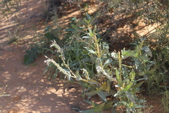 Trichodesma zeylanicum