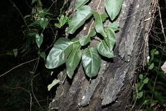 Parsonsia brisbanensis