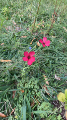Linum grandiflorum