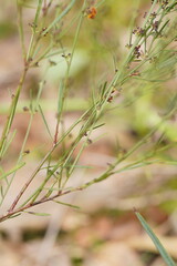 Daviesia leptophylla