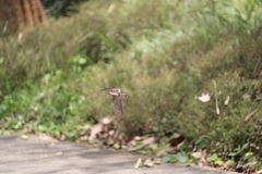 Hirundo tahitica
