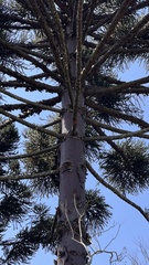 Araucaria angustifolia