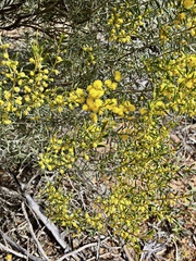 Acacia wilhelmiana