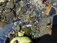 Hemigrapsus oregonensis