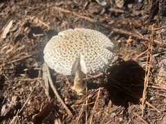 Amanita cokeri
