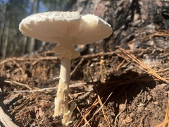 Amanita cokeri