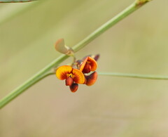 Daviesia leptophylla