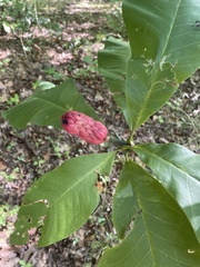 Magnolia tripetala