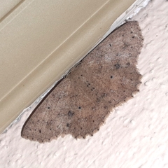 Isochromodes phyllira