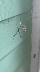 Trichonephila clavata