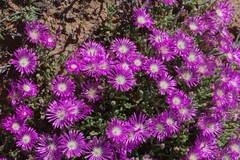 Drosanthemum