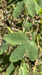 Passiflora tenuifila