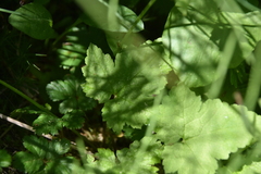 Tiarella trifoliata