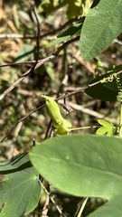 Passiflora tenuifila