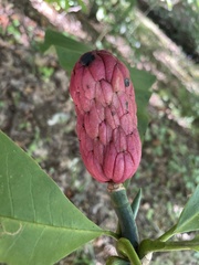 Magnolia tripetala