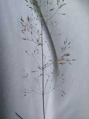 Agrostis capillaris