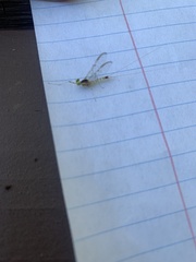 Stenacron interpunctatum