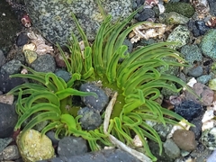 Anthopleura artemisia