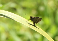 Cymaenes lepta