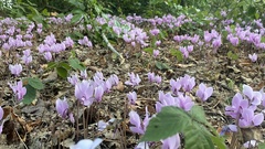 Cyclamen hederifolium