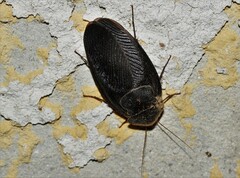Polyphaga aegyptiaca