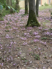 Cyclamen hederifolium