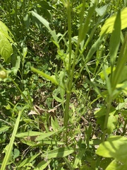 Coreopsis lanceolata