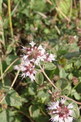 Mentha aquatica