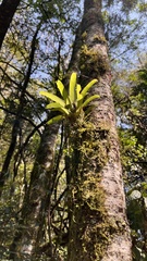 Vriesea carinata