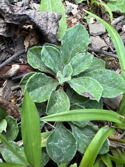 Antennaria plantaginifolia