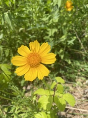 Coreopsis lanceolata