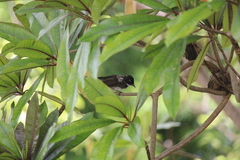 Rhipidura javanica