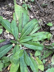 Pilosella caespitosa