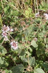 Mentha aquatica