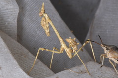 Empusa pennata