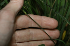 Panicum effusum